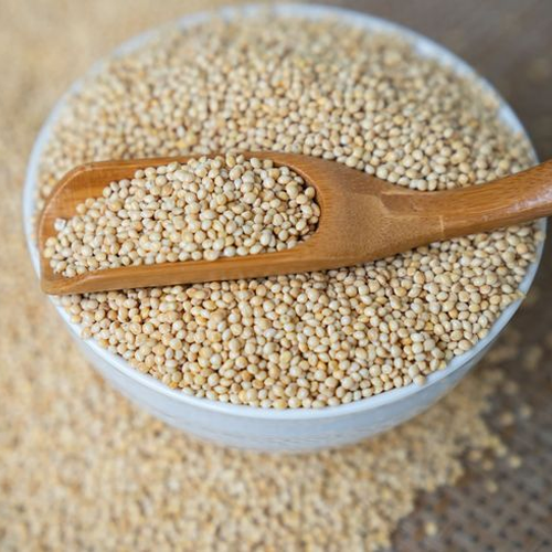Sorghum (Jowar)