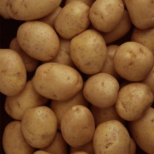 Potato 