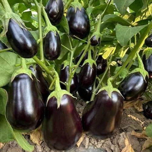 Brinjal