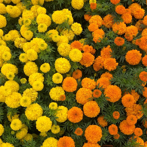 Marigold (Orange, Yellow)