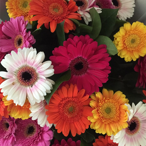 Gerbera (Assorted Colors)