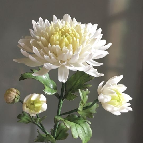 Chrysanthemum 