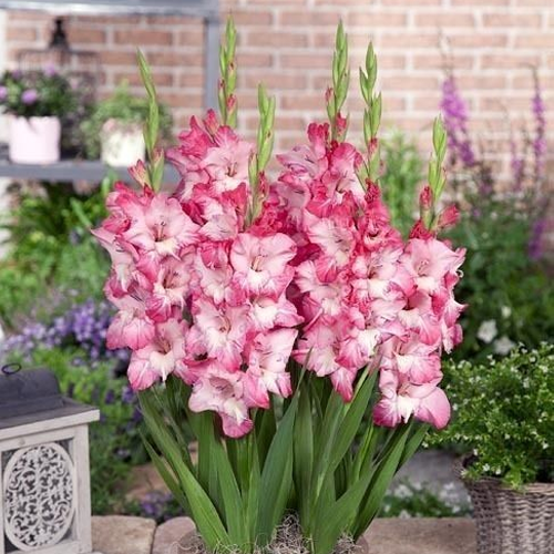 Gladiolus