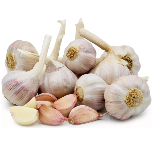 Garlic