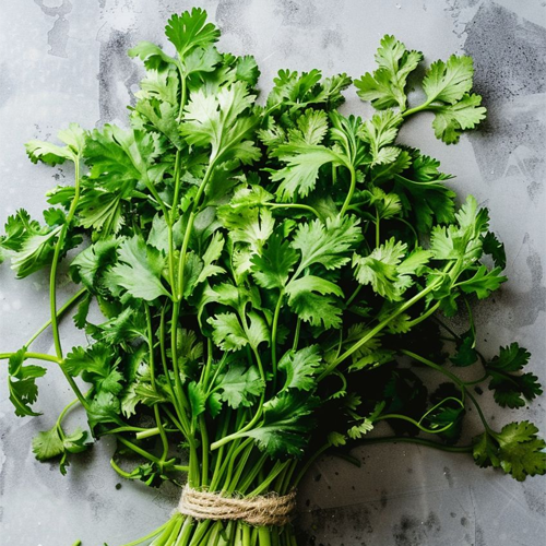 Coriander Leaves (Dhaniya Patta)