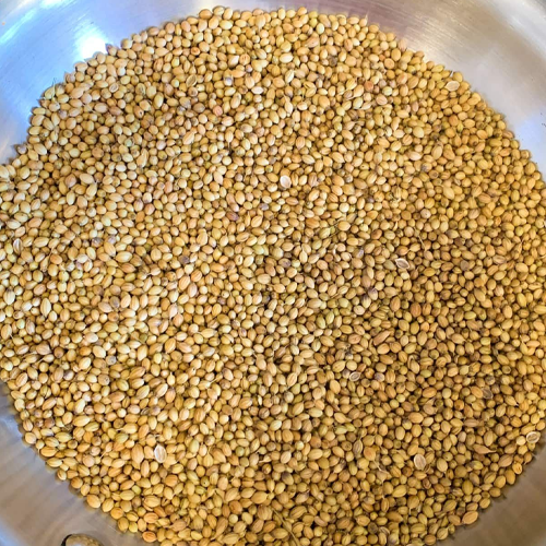 Coriander Seeds (for sowing)