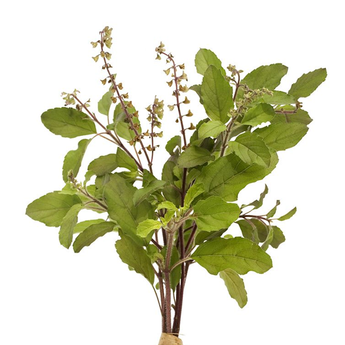 Tulsi