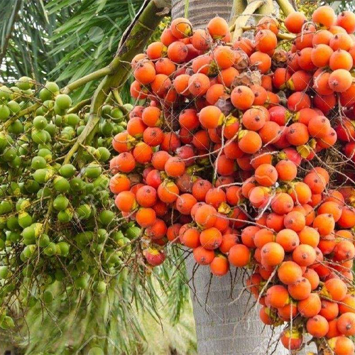Areca Nut