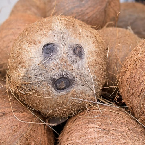 One Eye Coconut 