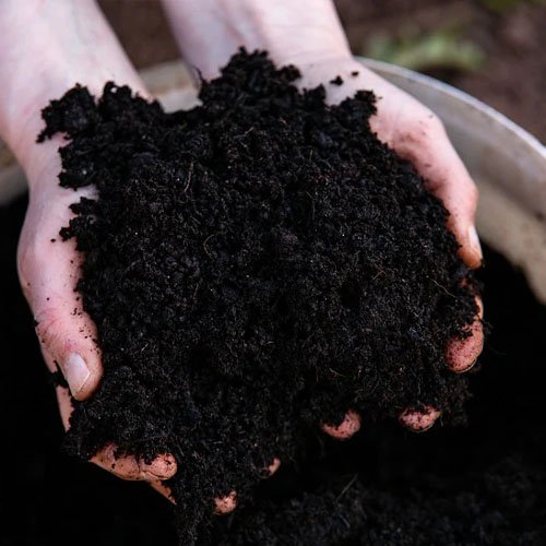 Aged/Composted Cow Dung