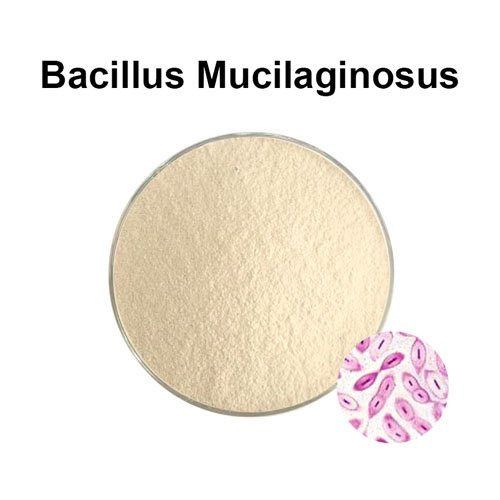 Bacillus mucilaginosus 