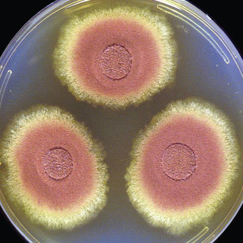 Aspergillus terreus 
