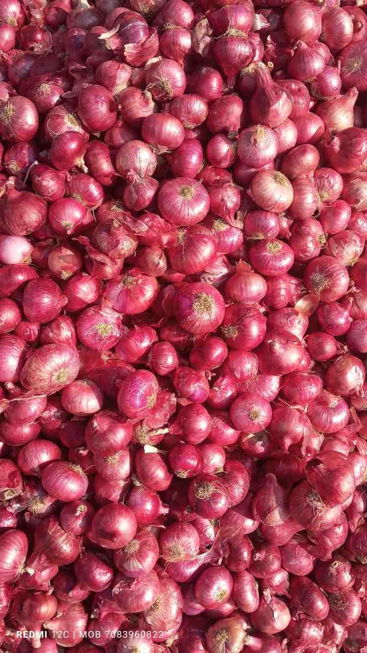 Red Onion