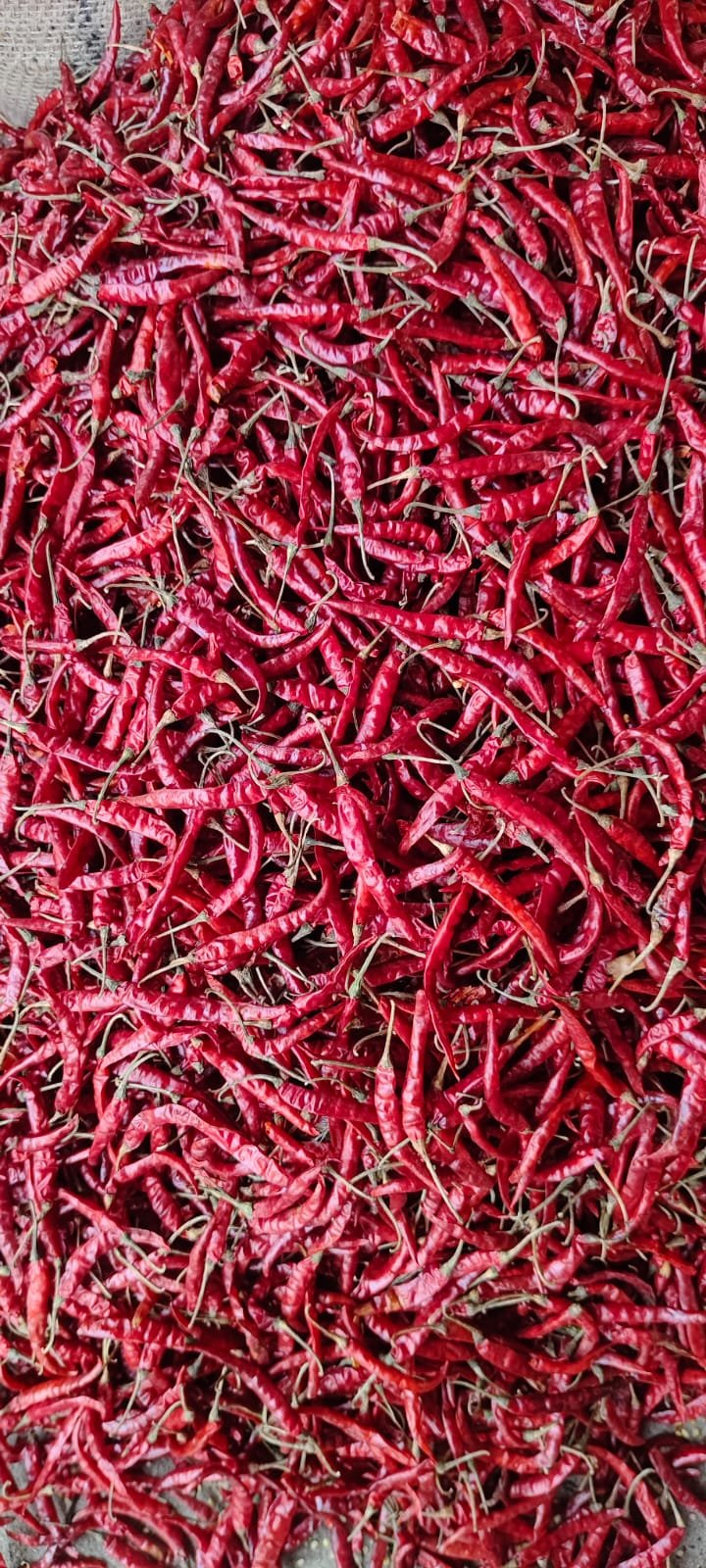 Red Chilli (Teja)