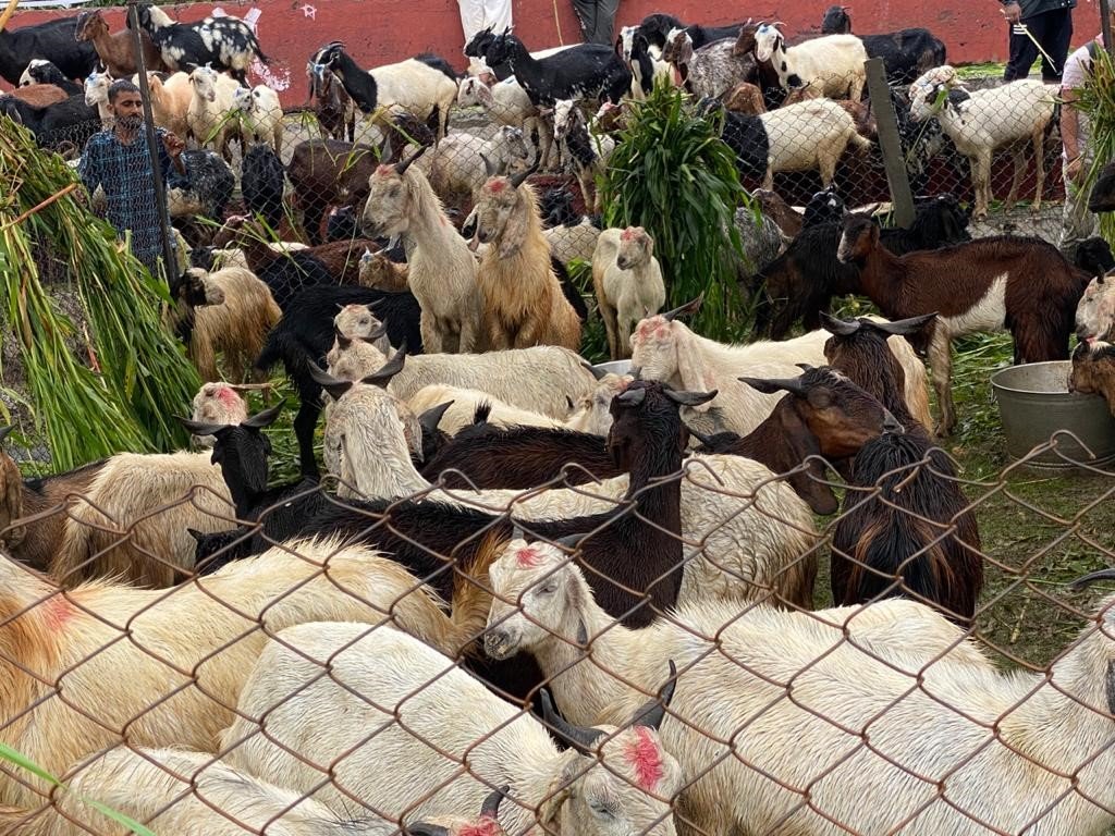 Livestock Goat Farming