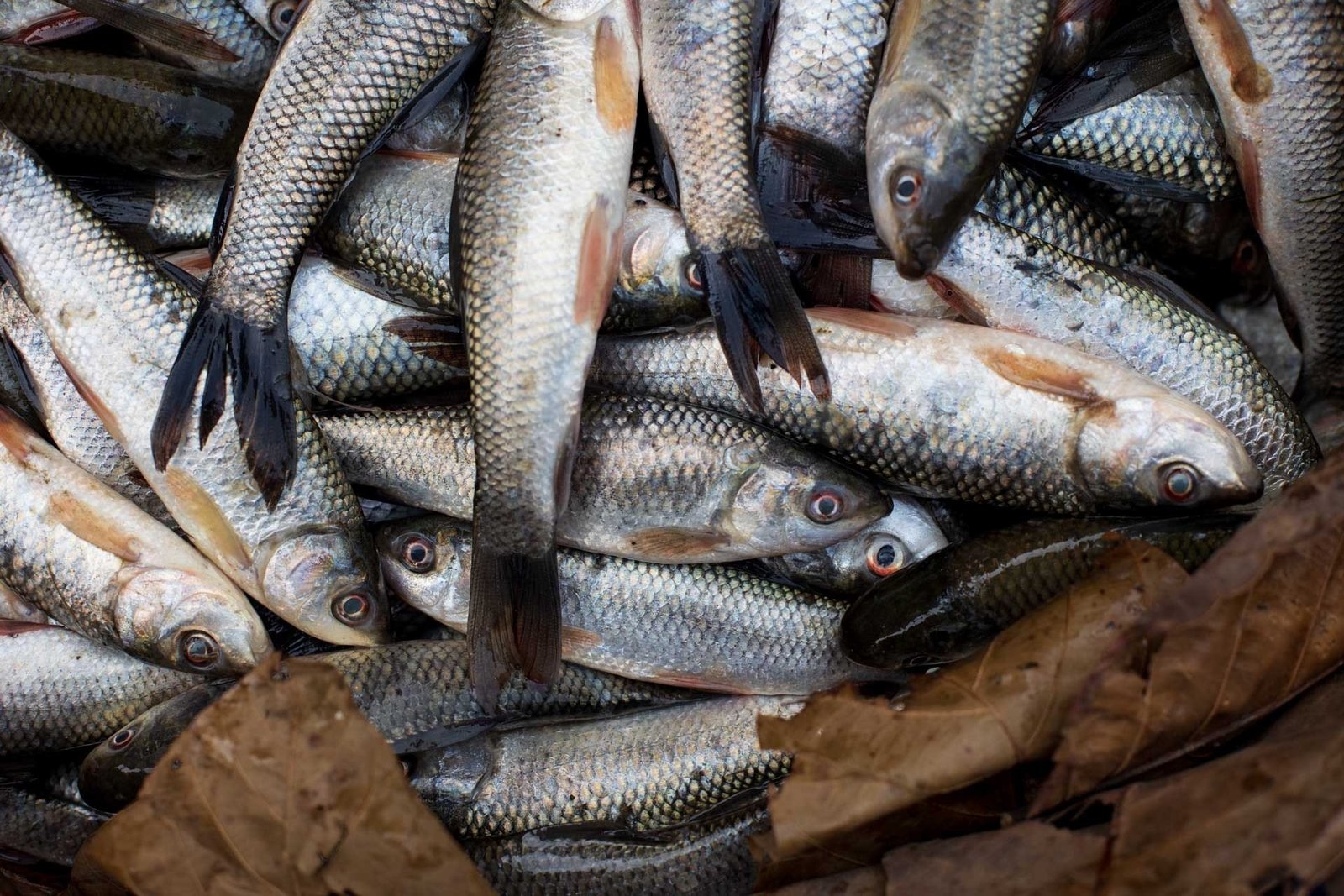 Rohu Fish
