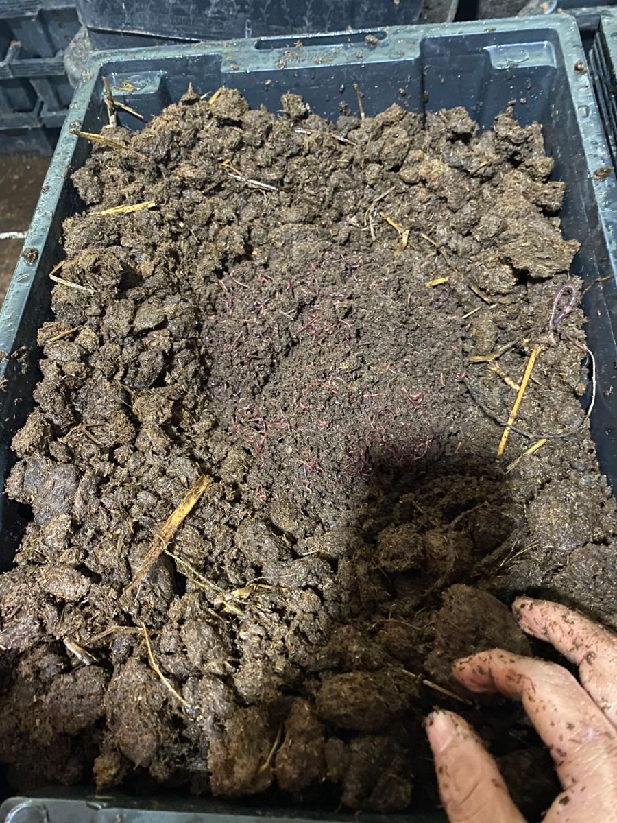 Cow Dung