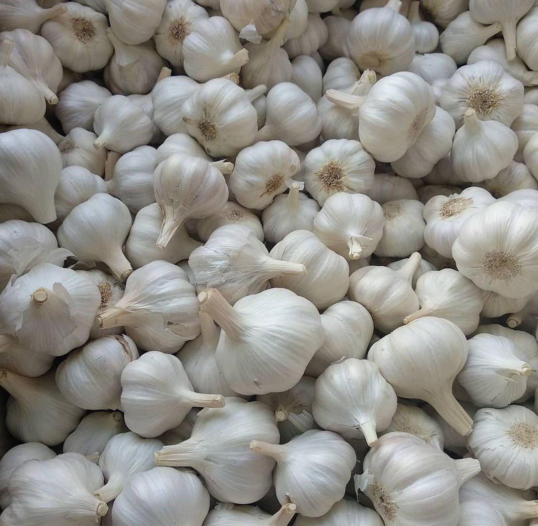 Garlic