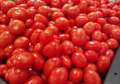 Fresh Tomato