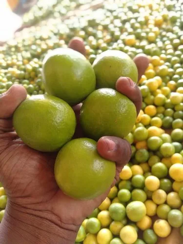 Fresh Lemon