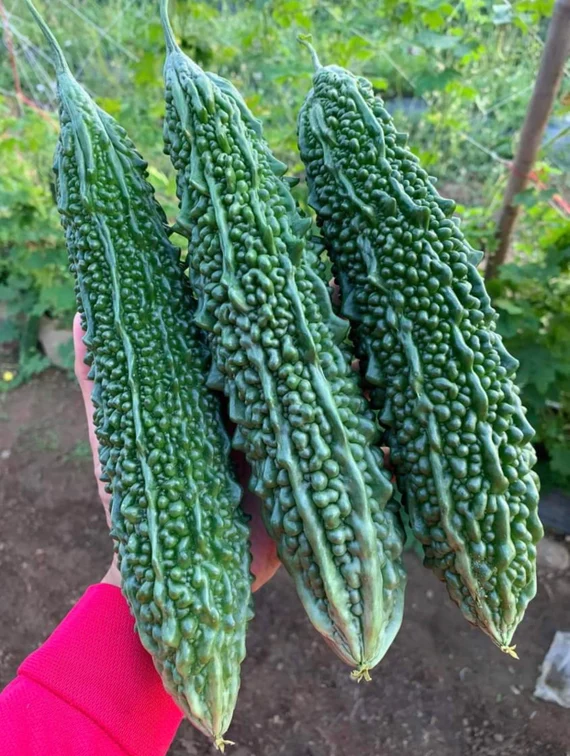 Fresh Bitter Gourd