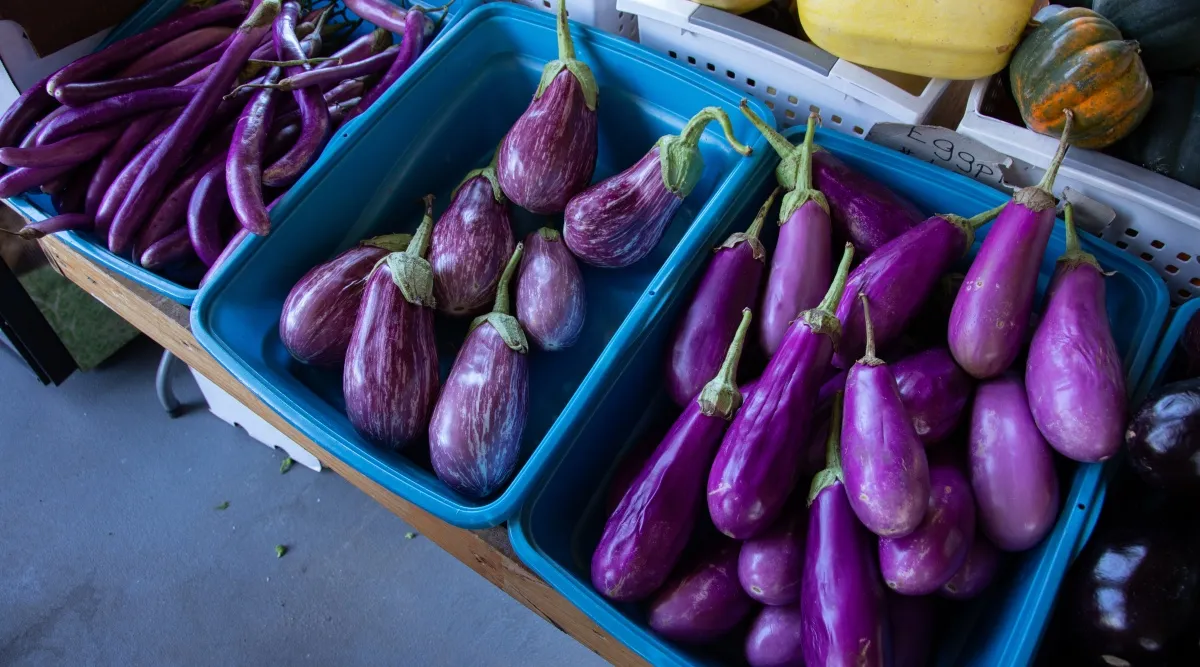 Fresh Eggplant (Brinjal)