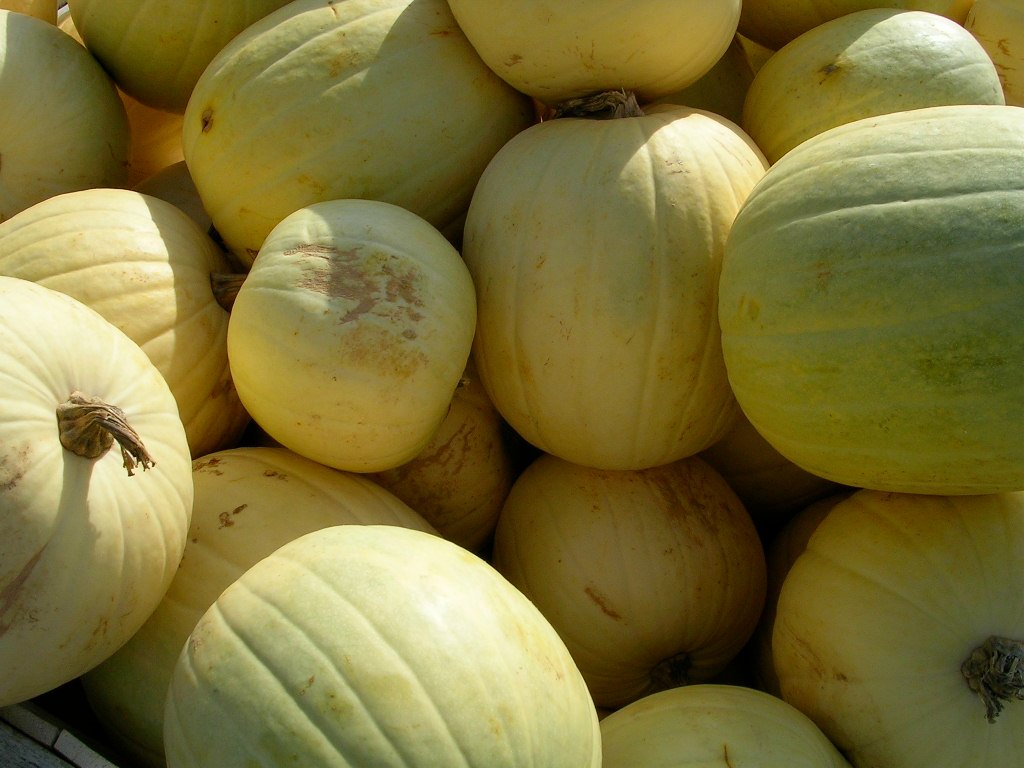 Fresh Pumpkin