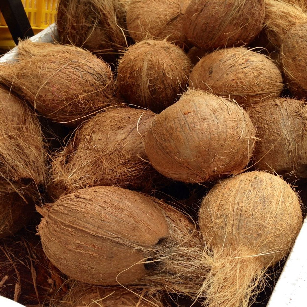 COCONUT