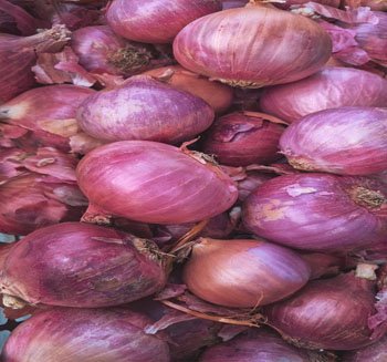 Onion