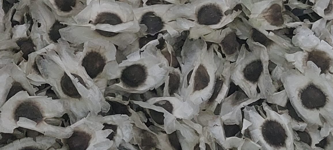 Moringa Seeds