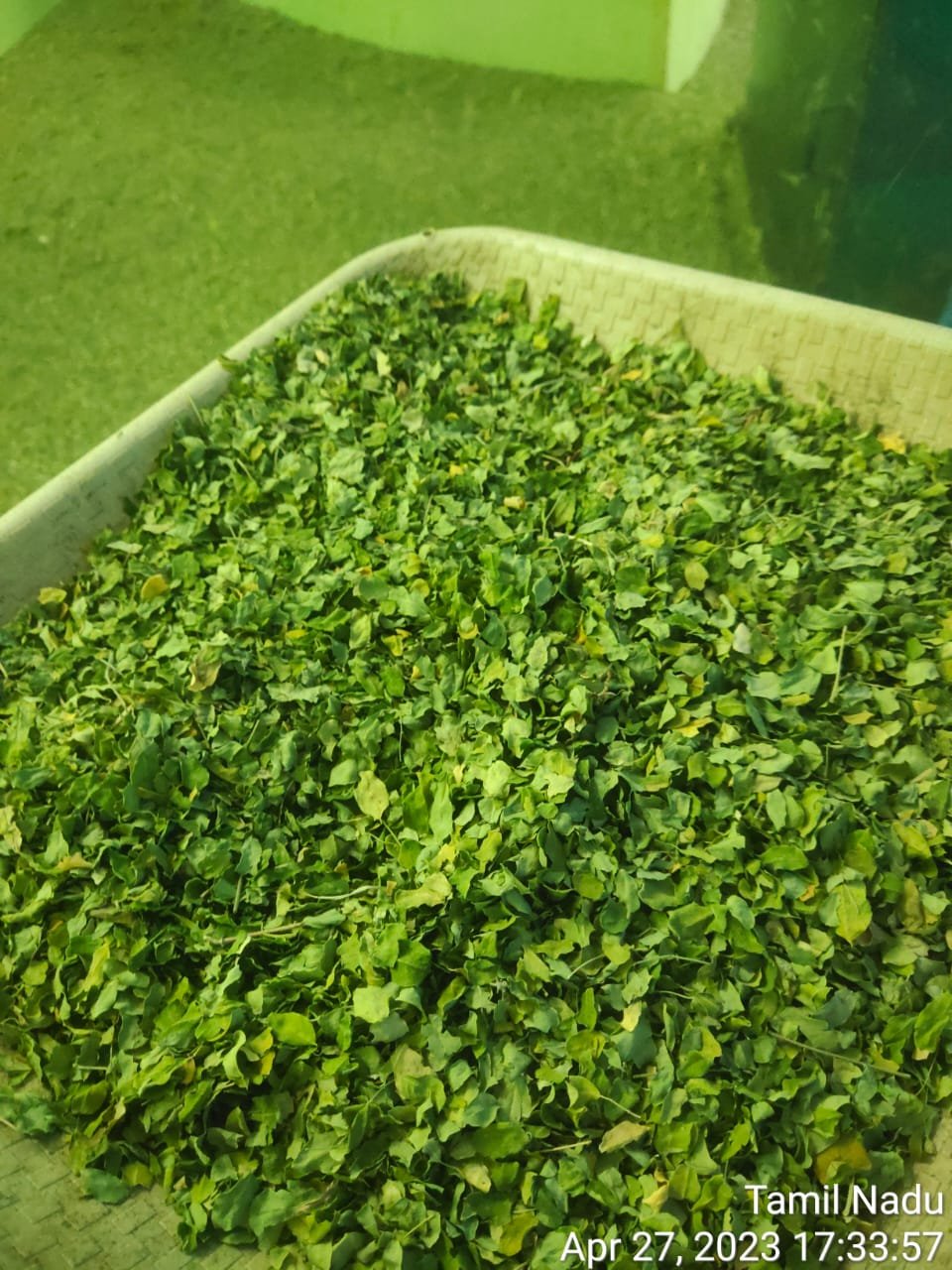 Moringa Leaves