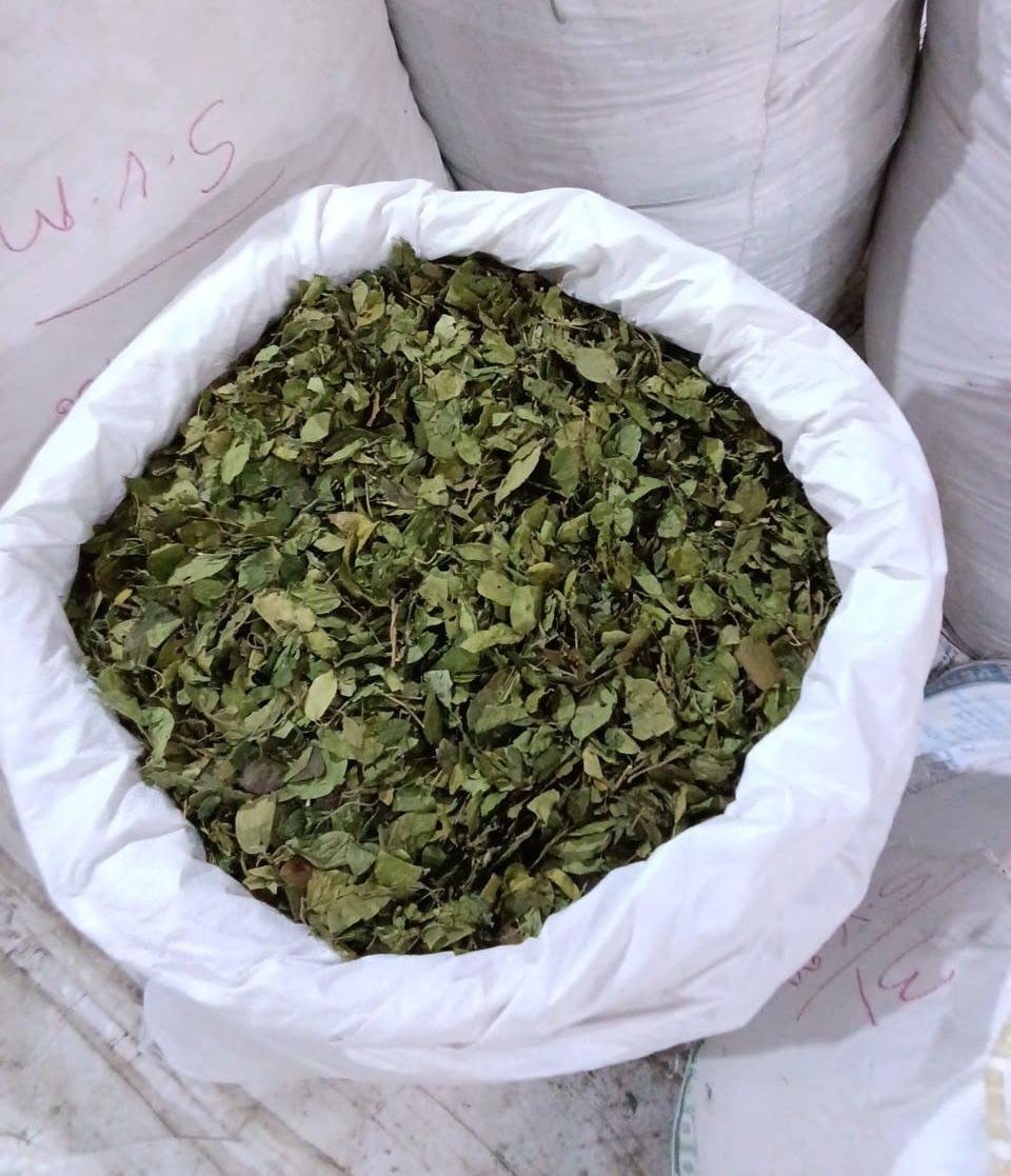 Gymnema Leaves